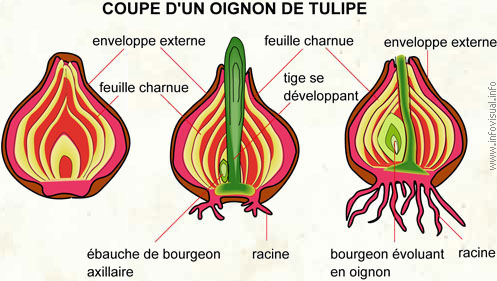 Oignon de tulipe (Dictionnaire Visuel)
